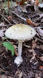 Amanita multisquamosa image