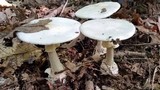 Amanita elliptosperma image