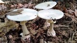 Amanita elliptosperma image