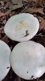 Amanita elliptosperma image