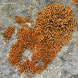 Xanthoria elegans image