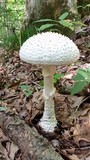 Amanita subcokeri image