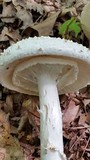 Amanita subcokeri image