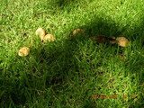 Marasmius oreades image