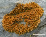 Xanthoria elegans image