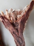 Hydnellum scrobiculatum image