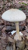 Amanita ravenelii image