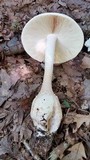 Amanita ravenelii image