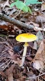 Amanita elongata image