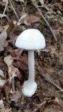 Amanita abrupta image