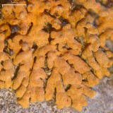 Xanthoria elegans image