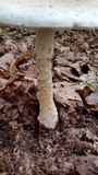 Amanita canescens image