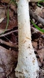 Amanita canescens image