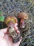 Boletus oliveisporus image