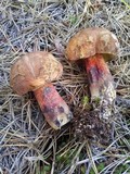 Boletus oliveisporus image