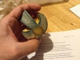 Boletus oliveisporus image