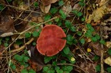 Cortinarius sanguineus image