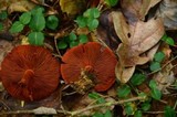 Cortinarius sanguineus image