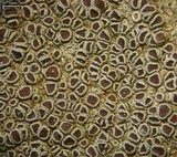Lecanora subimmergens image