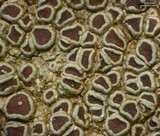 Lecanora subimmergens image