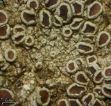 Lecanora subimmergens image