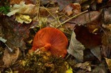 Cortinarius sanguineus image