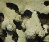 Hypotrachyna pseudosinuosa image