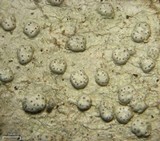 Pertusaria subpertusa image