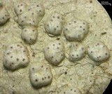 Pertusaria subpertusa image