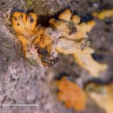 Xanthoria elegans image