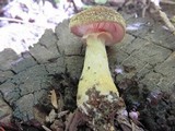 Armillaria solidipes image