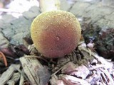 Armillaria solidipes image