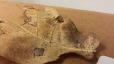 Marasmius capillaris image