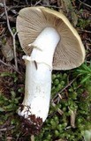 Cortinarius caperatus image