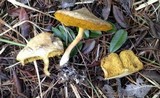 Suillus umbonatus image