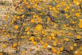 Dacrymyces stillatus image