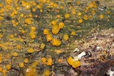 Dacrymyces stillatus image