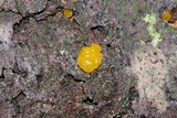 Dacrymyces stillatus image