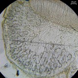 Collema nigrescens image