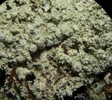 Pertusaria globularis image