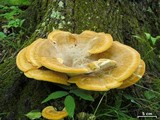 Bondarzewia berkeleyi image