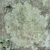 Vainionora americana image