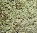 Vainionora americana image