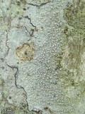 Pertusaria subpertusa image