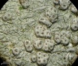 Pertusaria subpertusa image