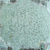 Pertusaria macounii image