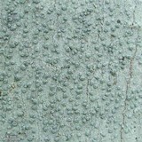 Pertusaria macounii image