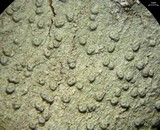 Pertusaria macounii image