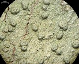 Pertusaria macounii image