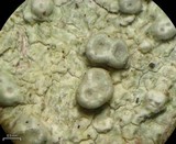 Pertusaria macounii image